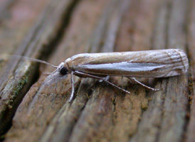 Common Grass-veneer